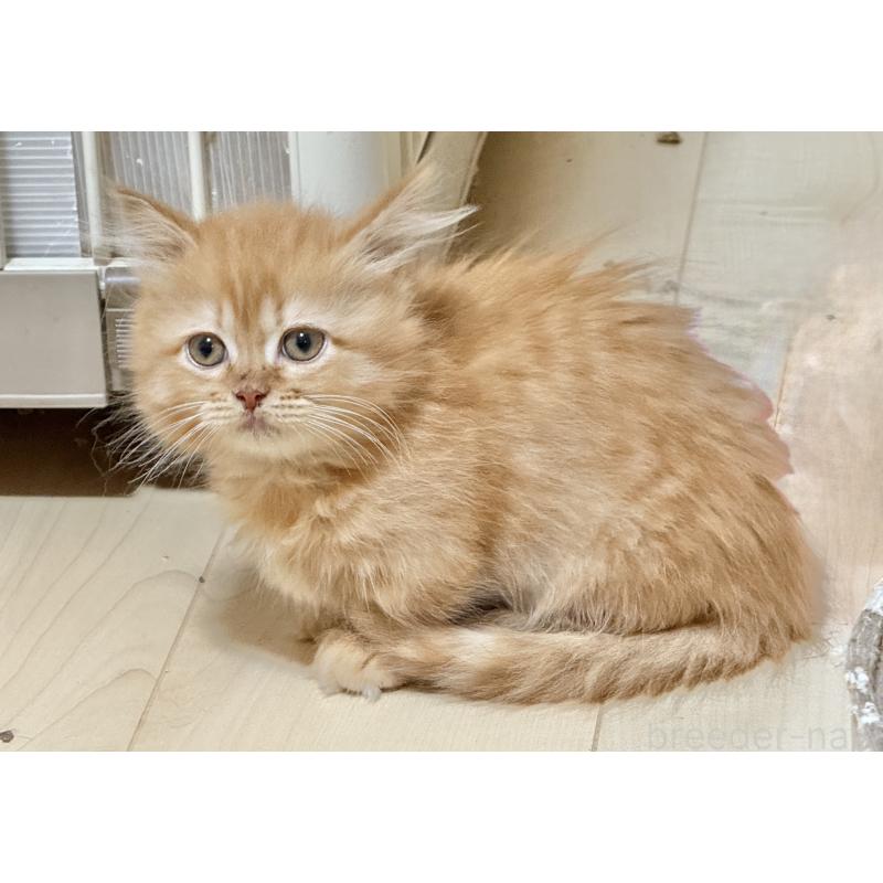 販売中の栃木県のマンチカン(短足)-131908