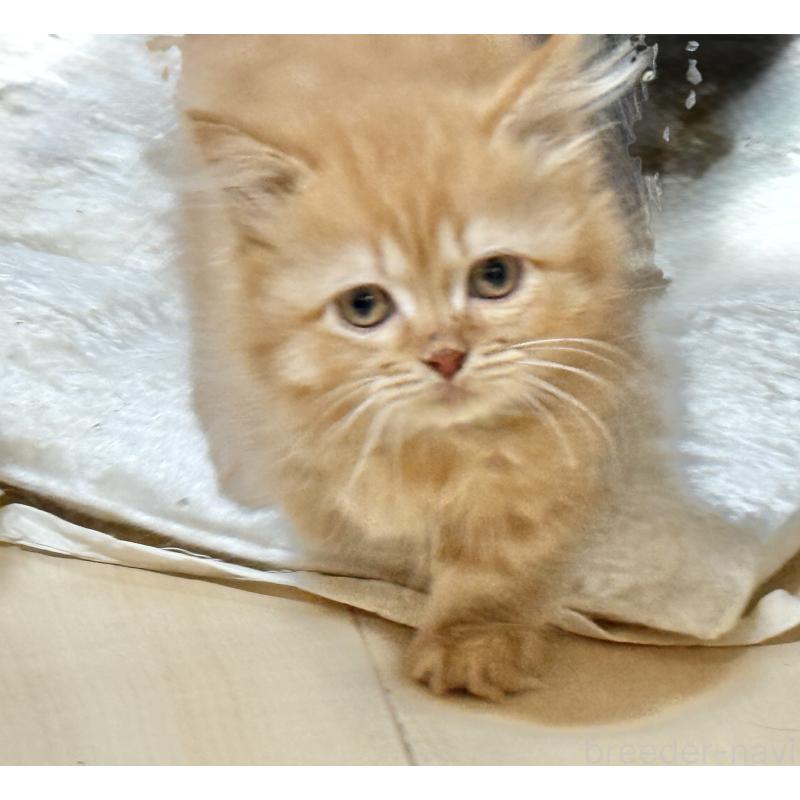 販売中の栃木県のマンチカン(短足)-131908の3枚目