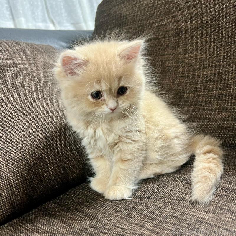 販売中の三重県のスコティッシュフォールド-129920の15枚目