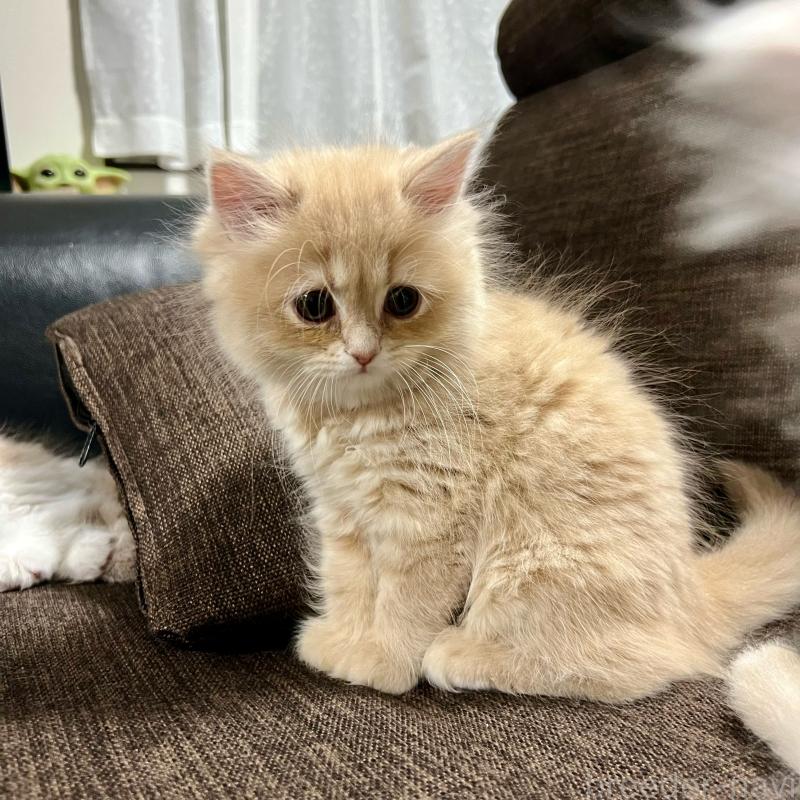 販売中の三重県のスコティッシュフォールド-129920の14枚目