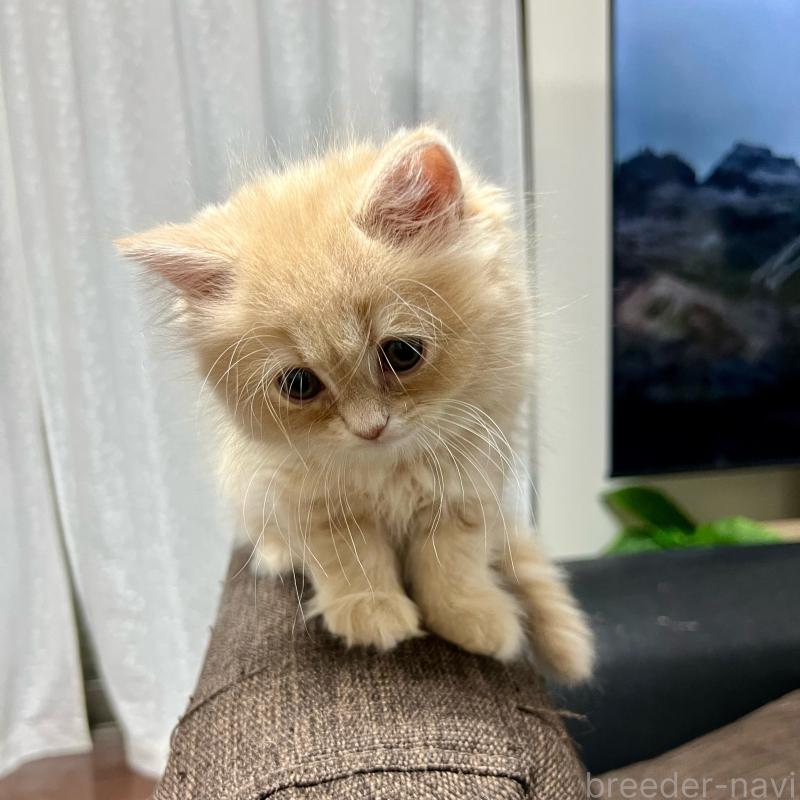 販売中の三重県のスコティッシュフォールド-129920の13枚目