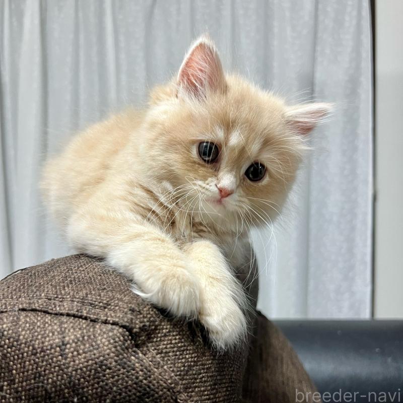 販売中の三重県のスコティッシュフォールド-129920の12枚目