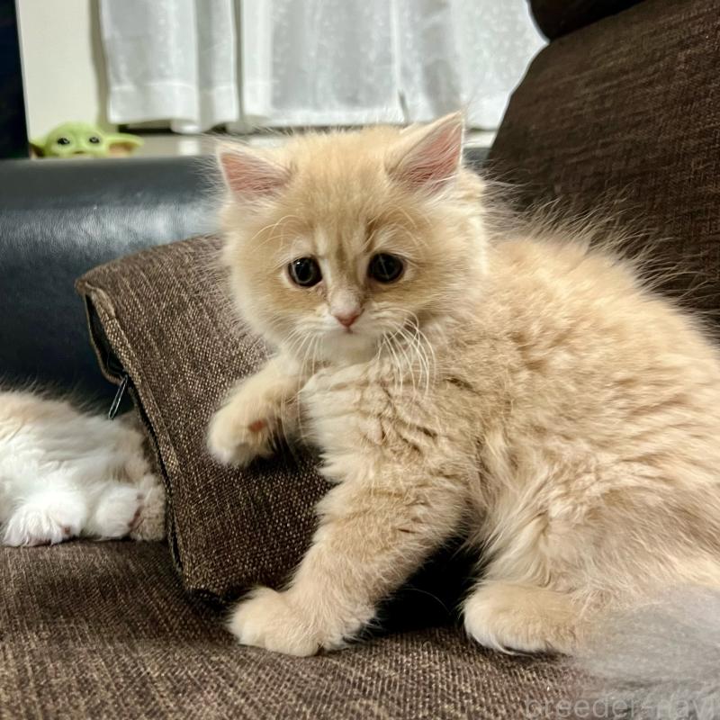 販売中の三重県のスコティッシュフォールド-129920の11枚目