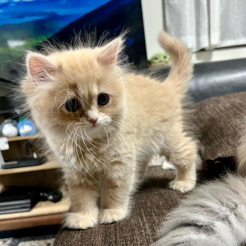 販売中の三重県のスコティッシュフォールド-129920の10枚目