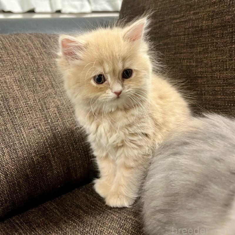 販売中の三重県のスコティッシュフォールド-129920の9枚目