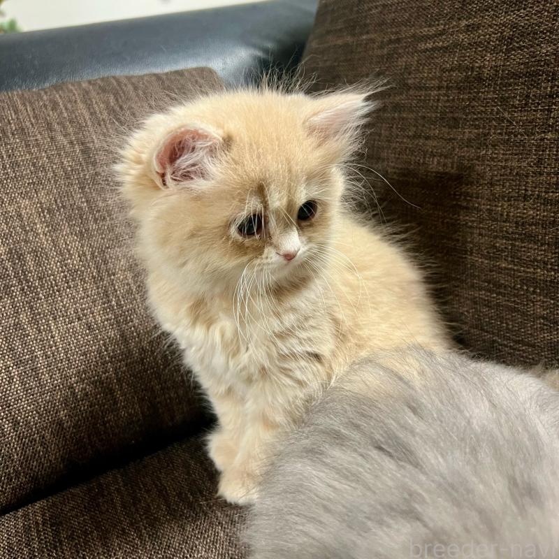 販売中の三重県のスコティッシュフォールド-129920の8枚目