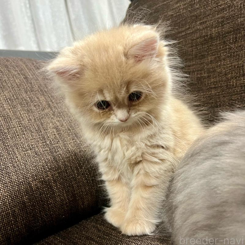 販売中の三重県のスコティッシュフォールド-129920の7枚目