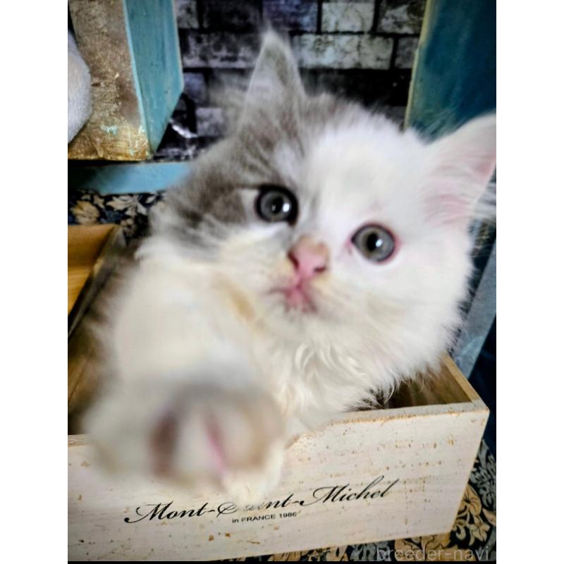 販売中の千葉県のミヌエット-130508の5枚目