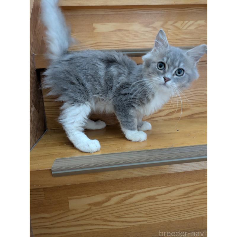 販売中の三重県のサイベリアン-131858の1枚目