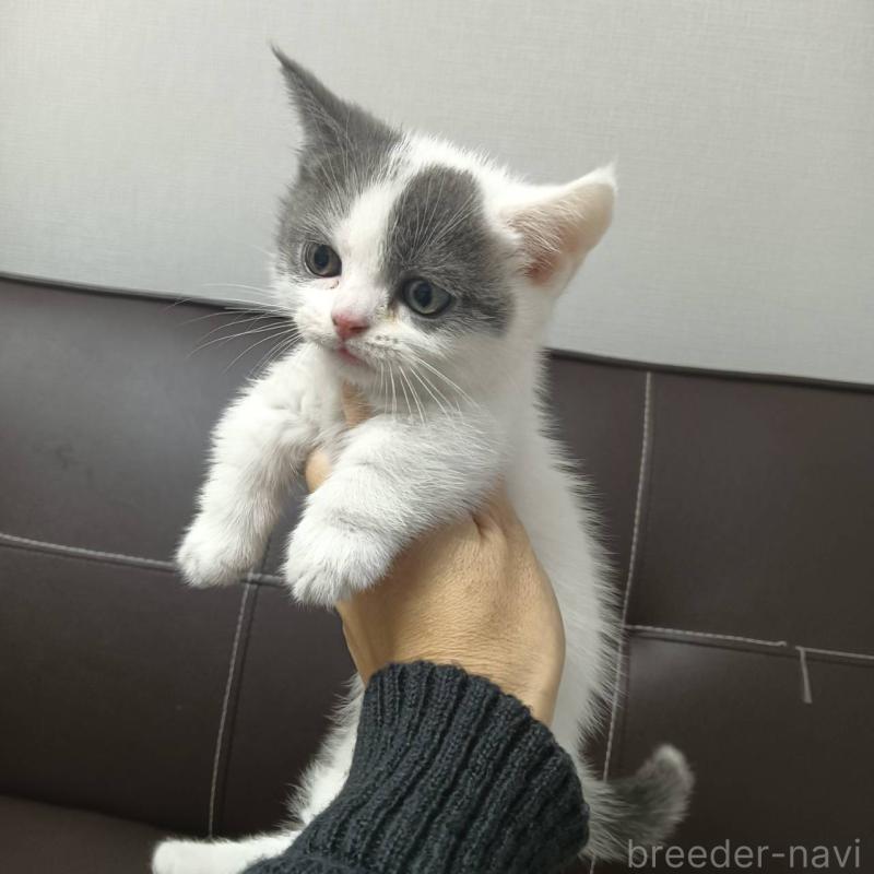 販売中の山口県のマンチカン(短足)-131859の1枚目