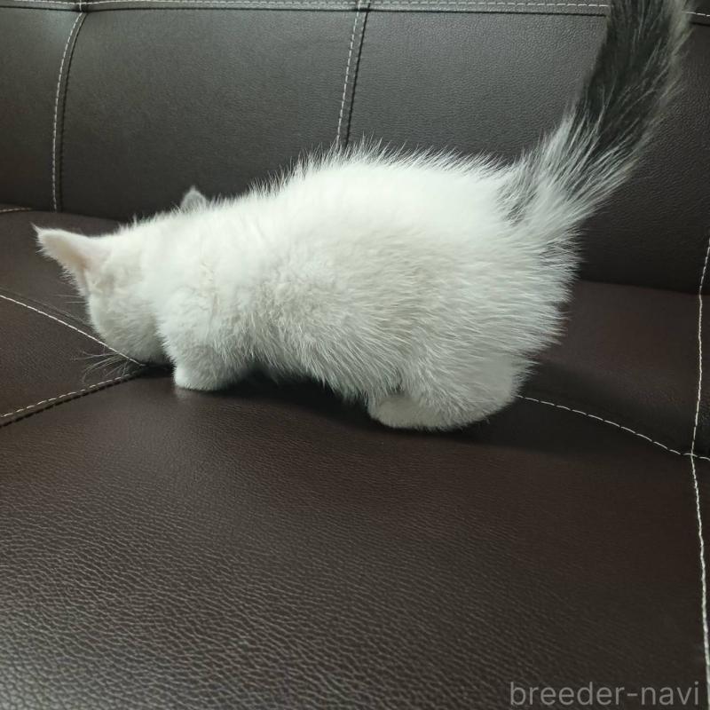 販売中の山口県のマンチカン(短足)-131859の3枚目