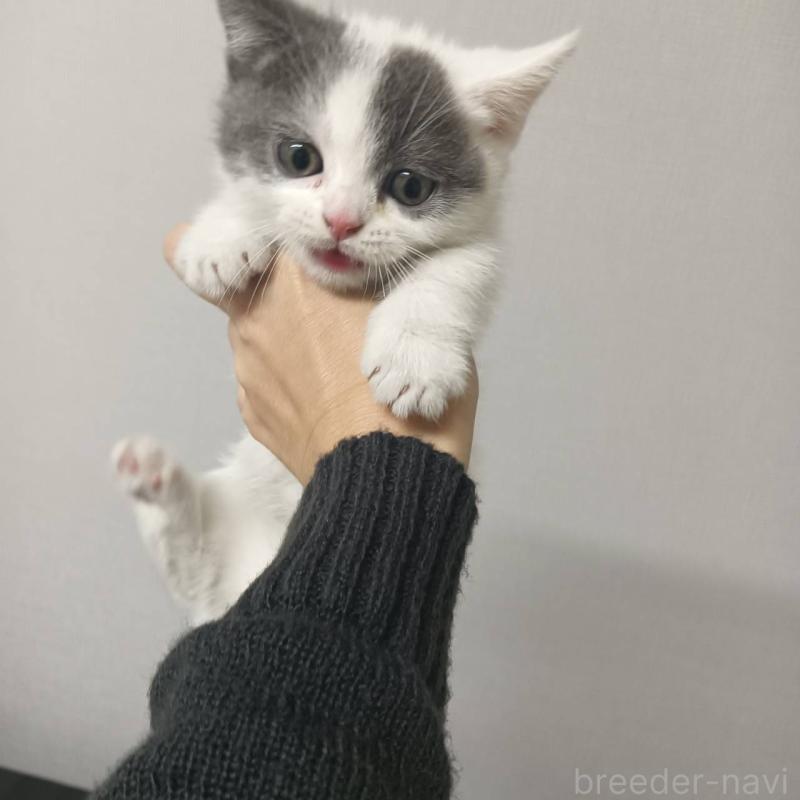 販売中の山口県のマンチカン(短足)-131859の2枚目