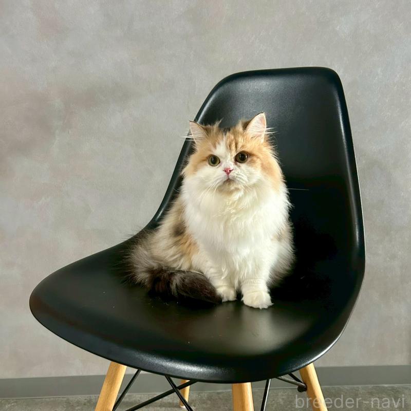 販売中の千葉県のスコティッシュフォールド-121875