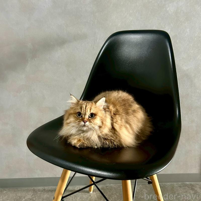 販売中の千葉県のマンチカン-117572