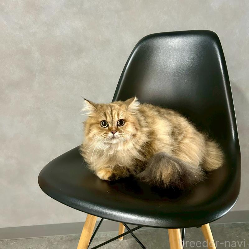 販売中の千葉県のマンチカン-117572の3枚目