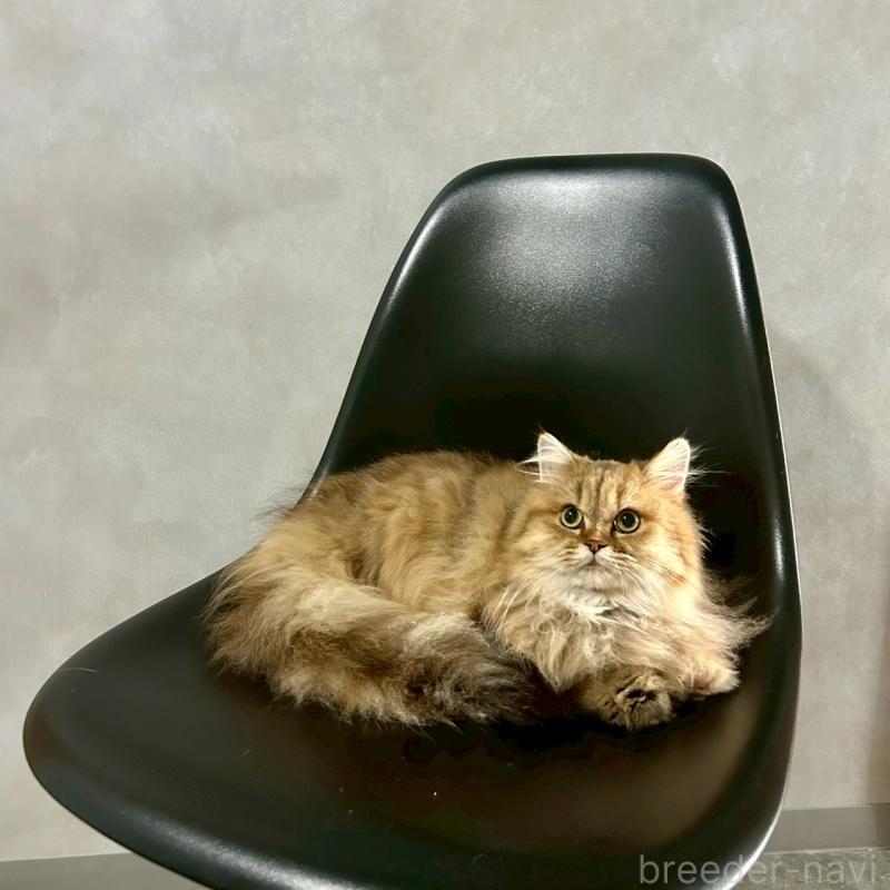 販売中の千葉県のマンチカン-117572の2枚目