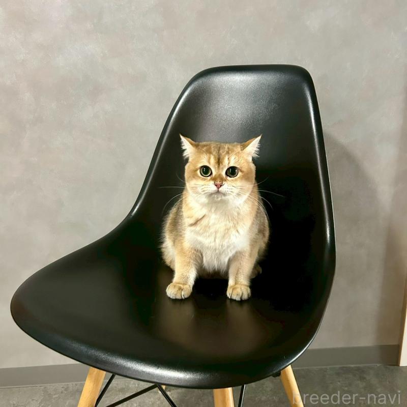 販売中の千葉県のブリティッシュショートヘア-117567