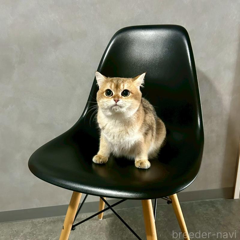 販売中の千葉県のブリティッシュショートヘア-117567の3枚目