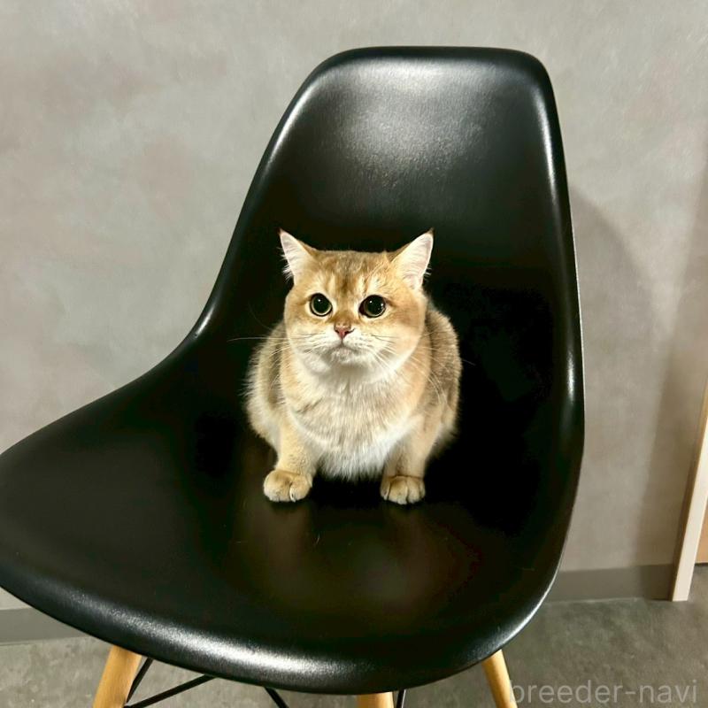 販売中の千葉県のブリティッシュショートヘア-117567の2枚目