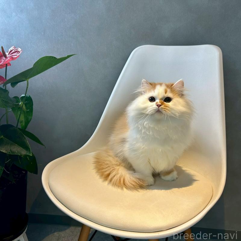 販売中の千葉県のマンチカン-127808の3枚目