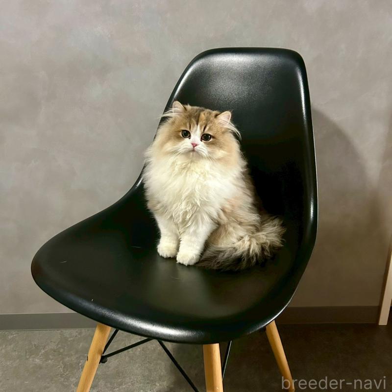 販売中の千葉県のマンチカン-127812