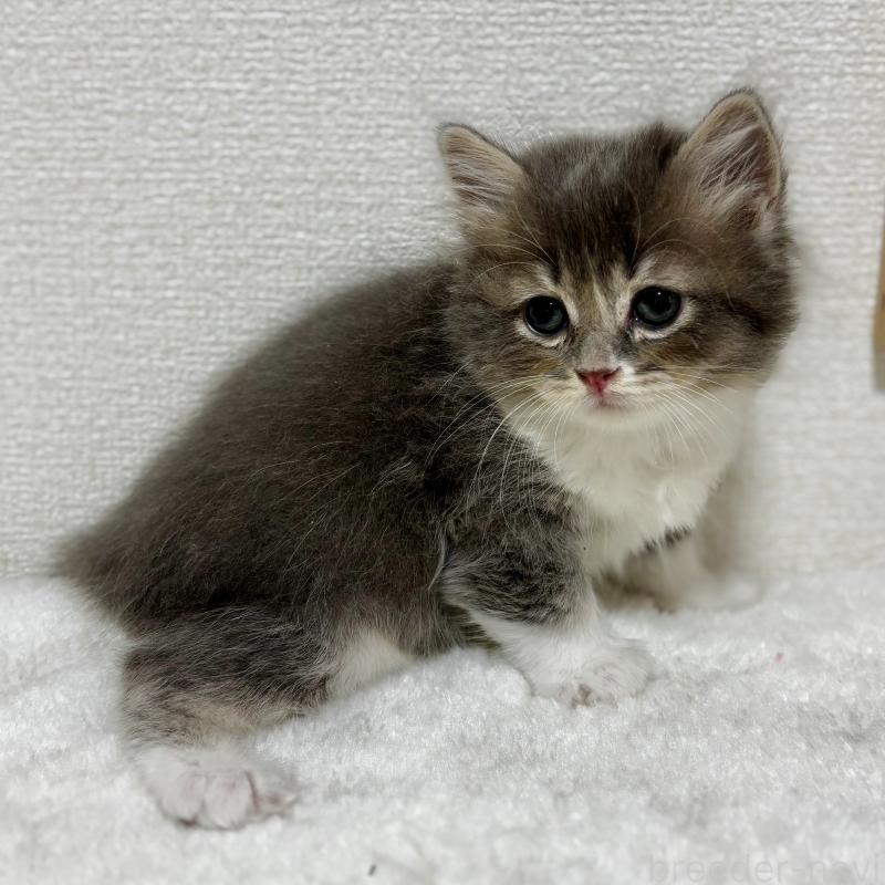 販売中の埼玉県のマンチカン-129006の4枚目