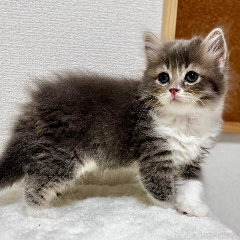 販売中の埼玉県のマンチカン-129006