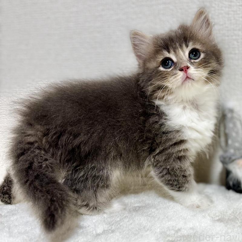 販売中の埼玉県のマンチカン-129006の3枚目