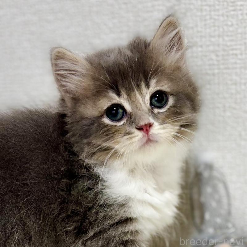 販売中の埼玉県のマンチカン-129006の2枚目