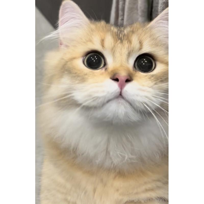 販売中の兵庫県のブリティッシュロングヘア-114988の7枚目