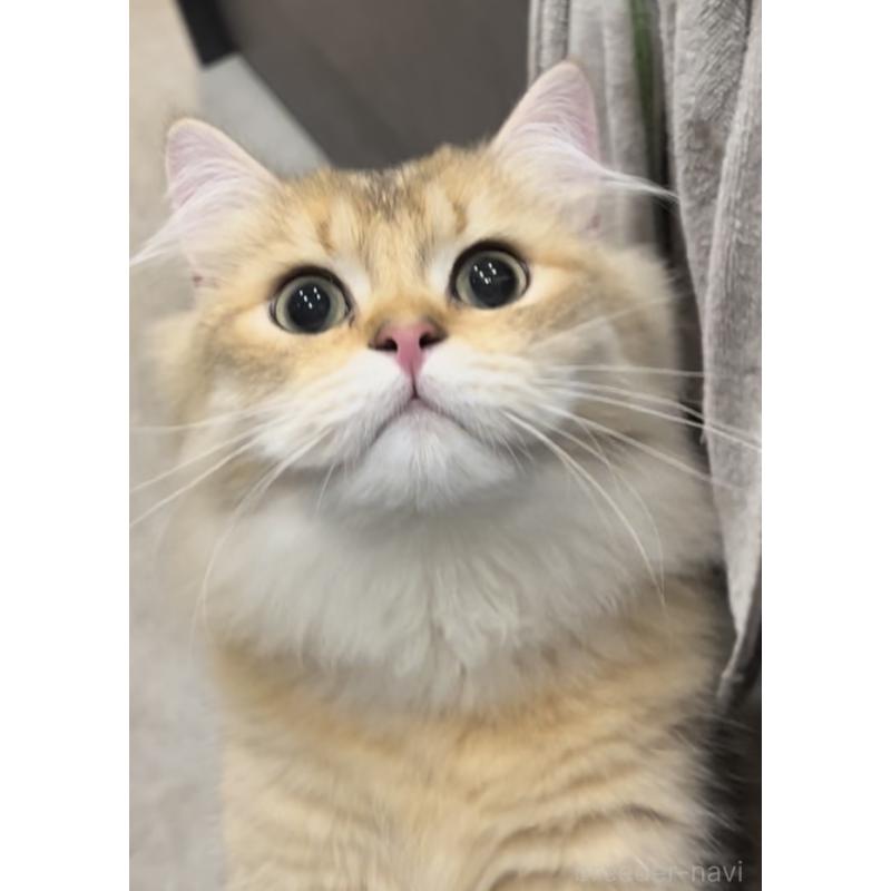 販売中の兵庫県のブリティッシュロングヘア-114988の6枚目