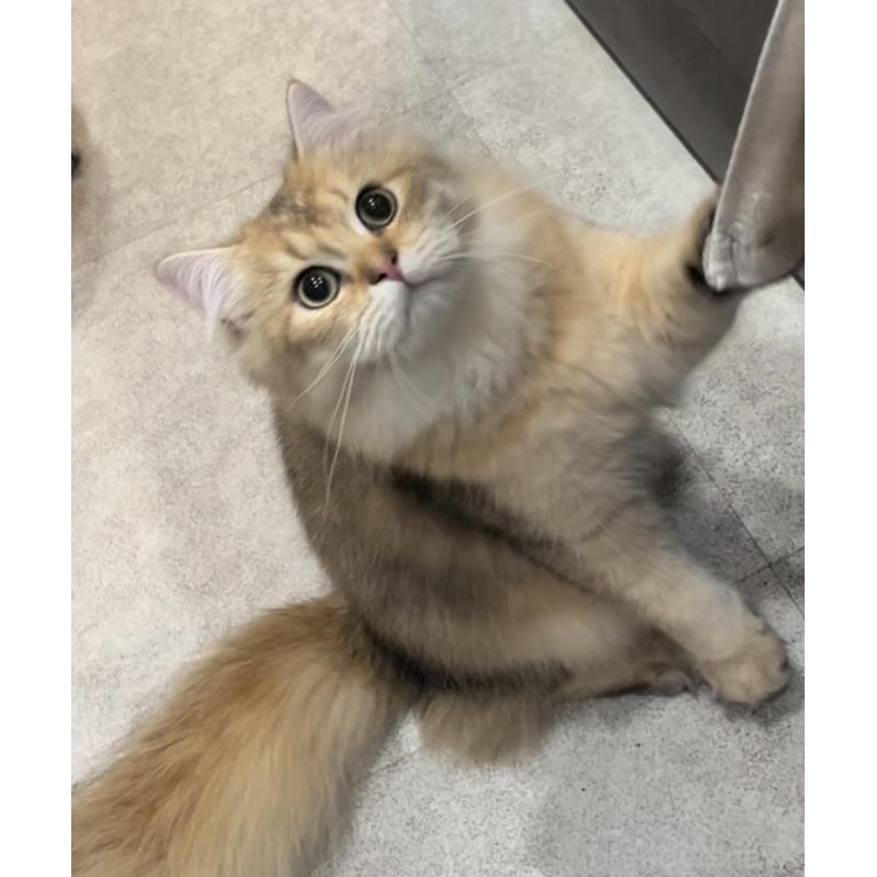 販売中の兵庫県のブリティッシュロングヘア-114988の5枚目