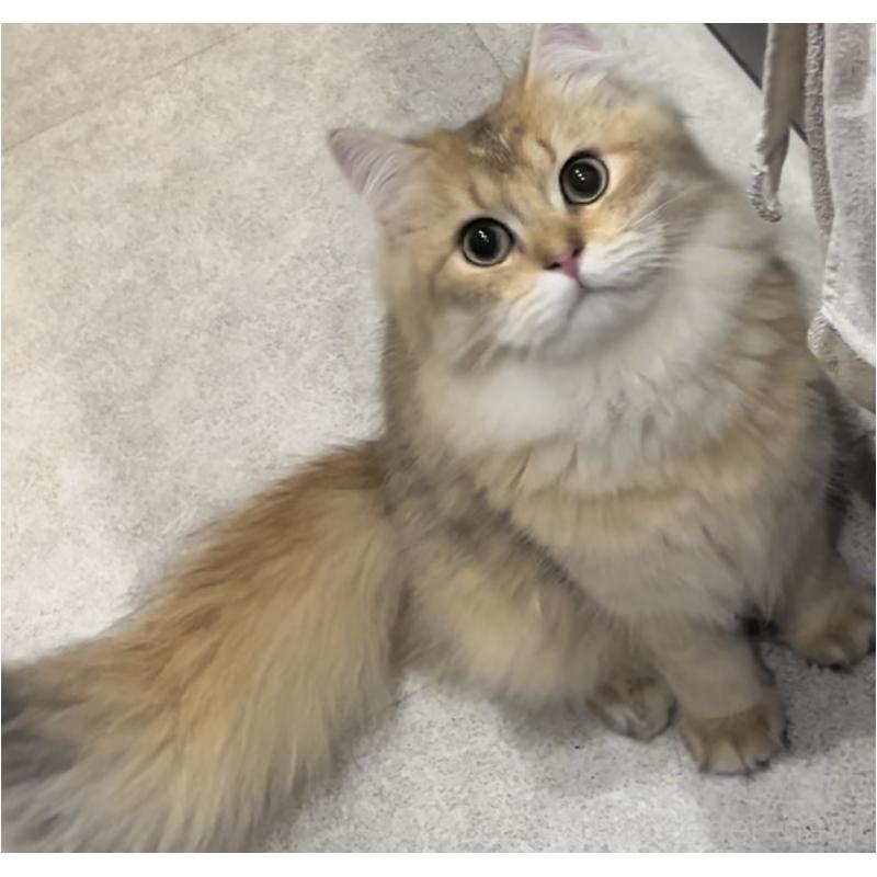 販売中の兵庫県のブリティッシュロングヘア-114988の4枚目