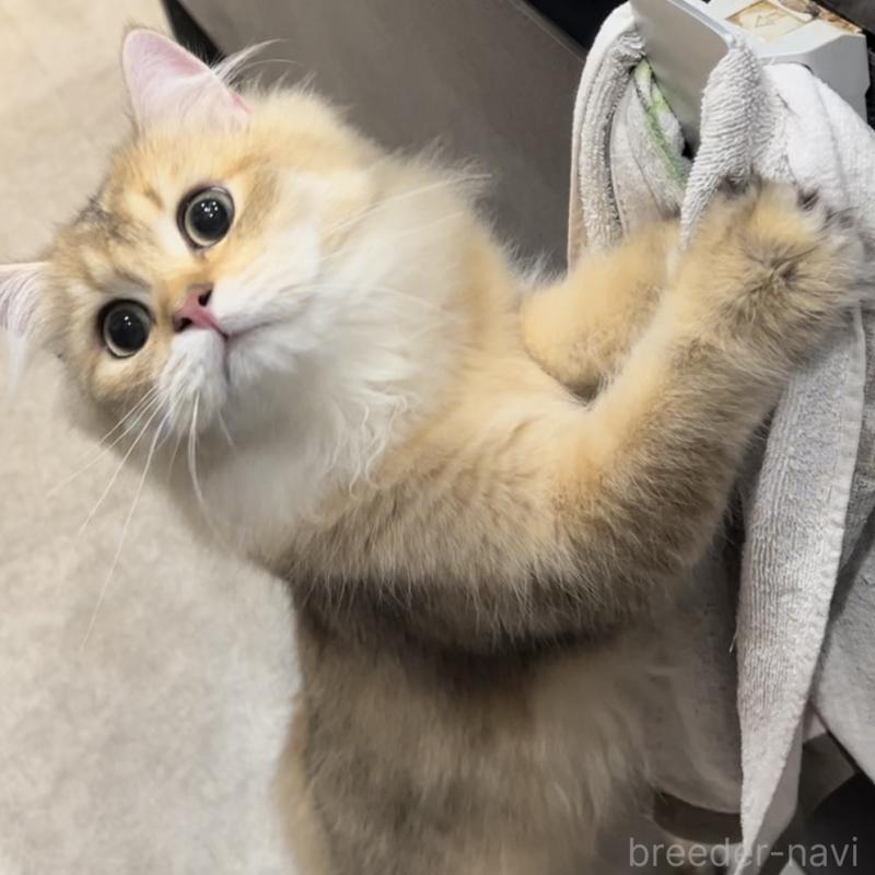 販売中の兵庫県のブリティッシュロングヘア-114988の3枚目