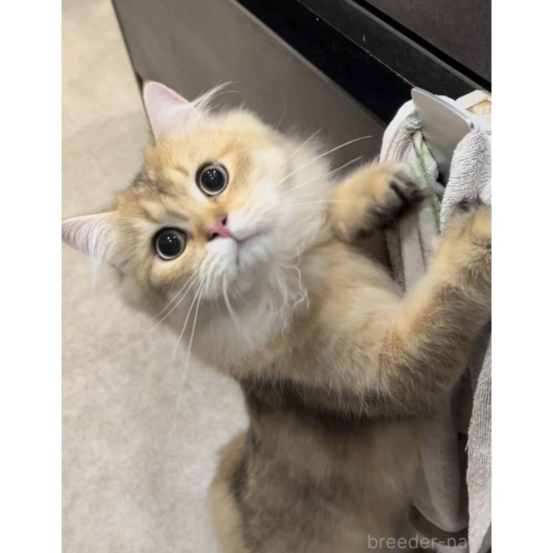 販売中の兵庫県のブリティッシュロングヘア-114988の2枚目