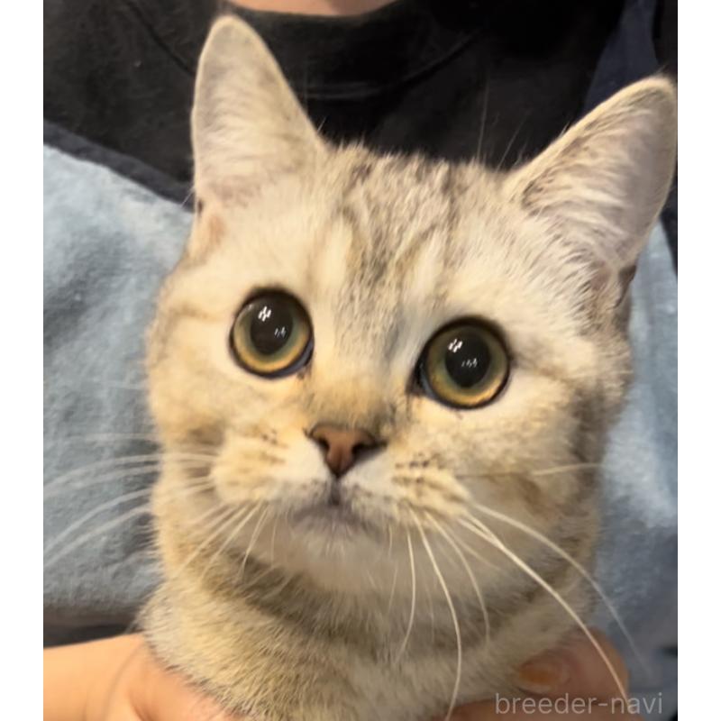 販売中の兵庫県のブリティッシュショートヘア-124655の9枚目