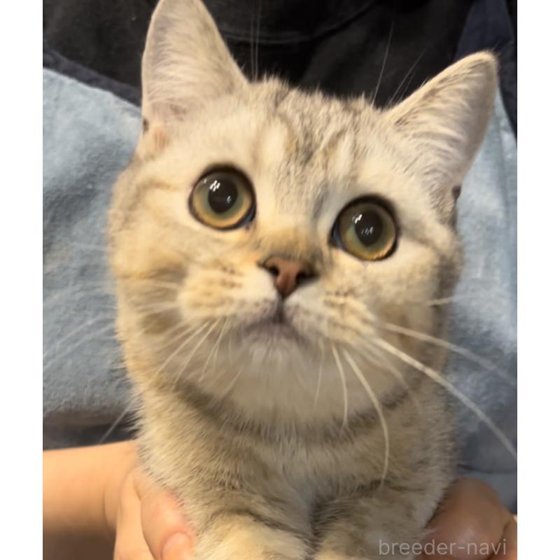 販売中の兵庫県のブリティッシュショートヘア-124655の7枚目