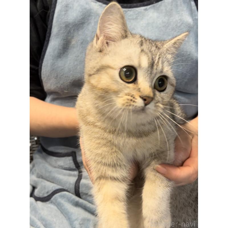 販売中の兵庫県のブリティッシュショートヘア-124655の6枚目