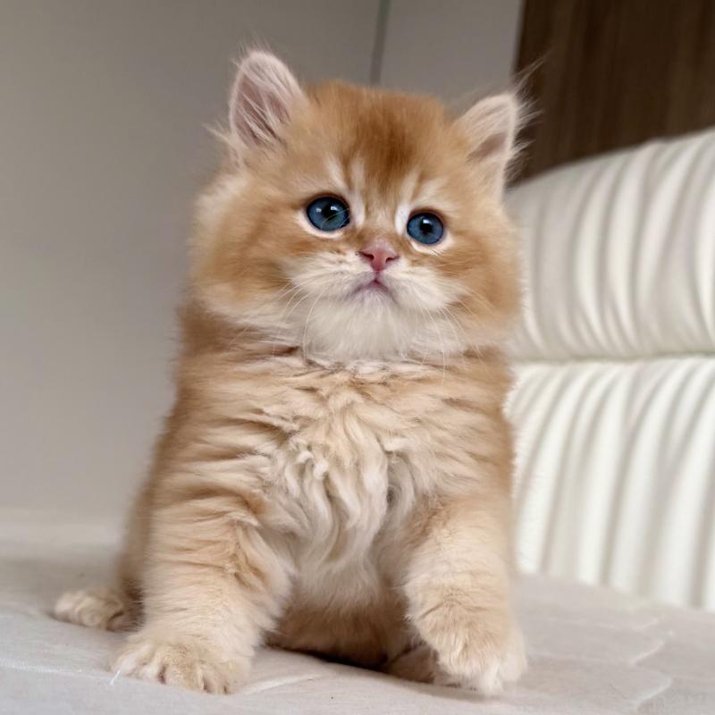 販売中の福岡県のスコティッシュフォールド-131446