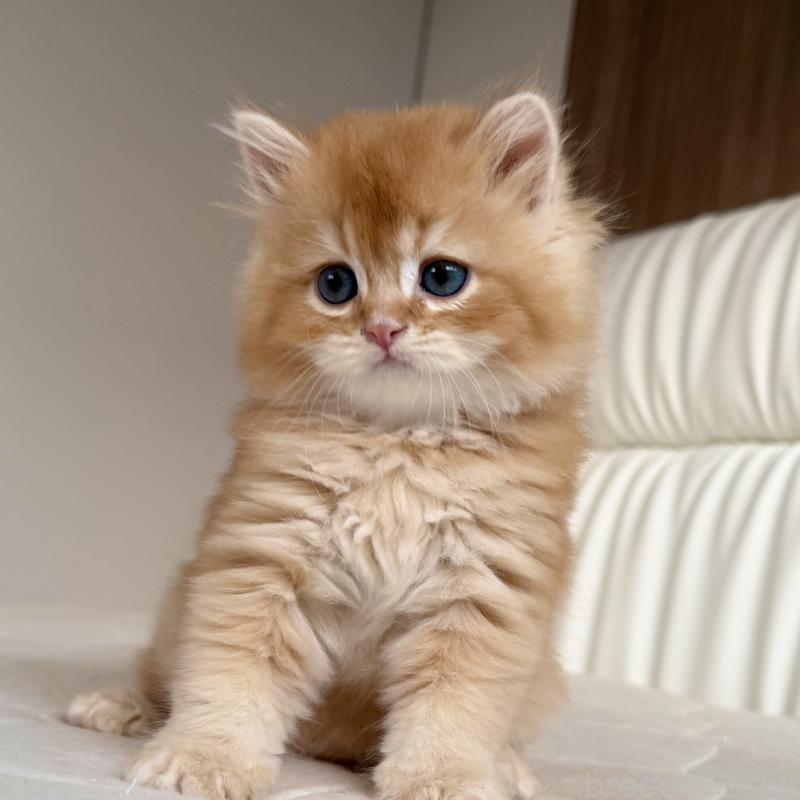 販売中の福岡県のスコティッシュフォールド-131446の10枚目