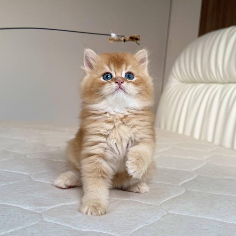 販売中の福岡県のスコティッシュフォールド-131446の9枚目