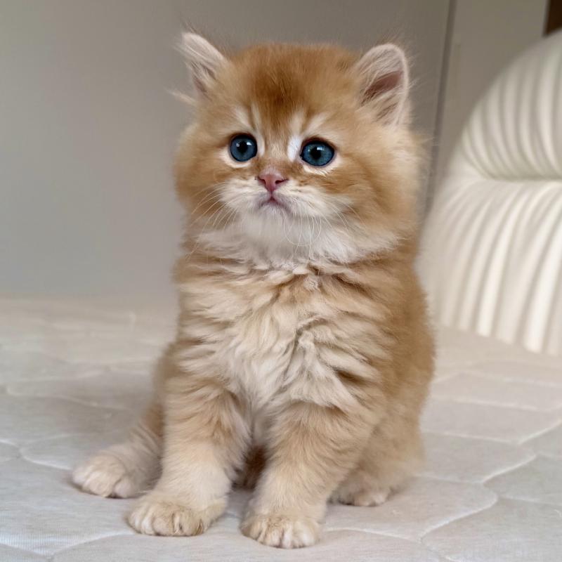 販売中の福岡県のスコティッシュフォールド-131446の8枚目