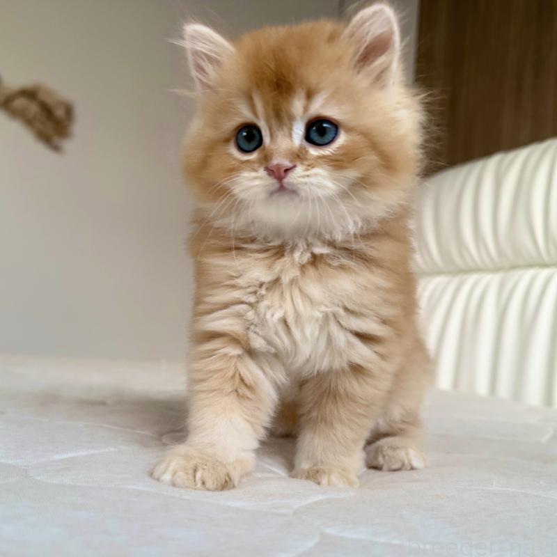 販売中の福岡県のスコティッシュフォールド-131446の7枚目