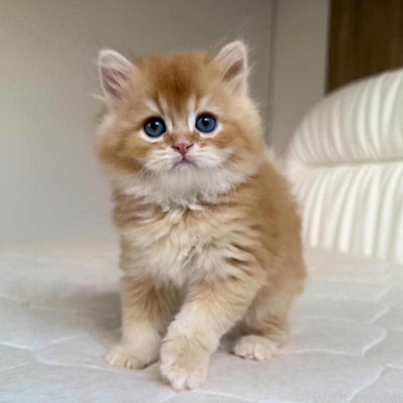 販売中の福岡県のスコティッシュフォールド-131446の6枚目