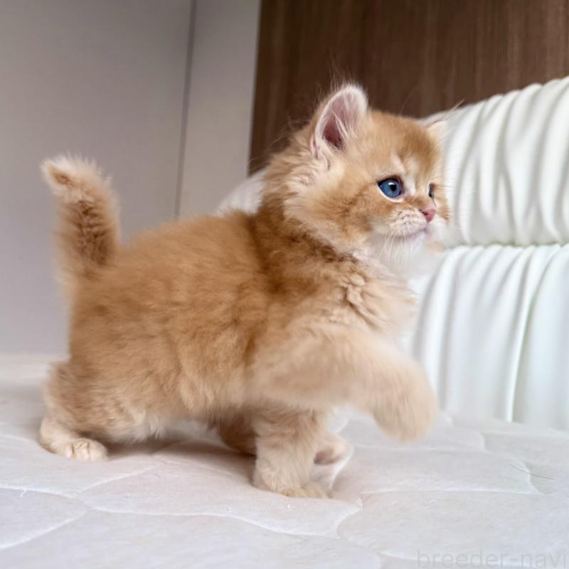 販売中の福岡県のスコティッシュフォールド-131446の5枚目