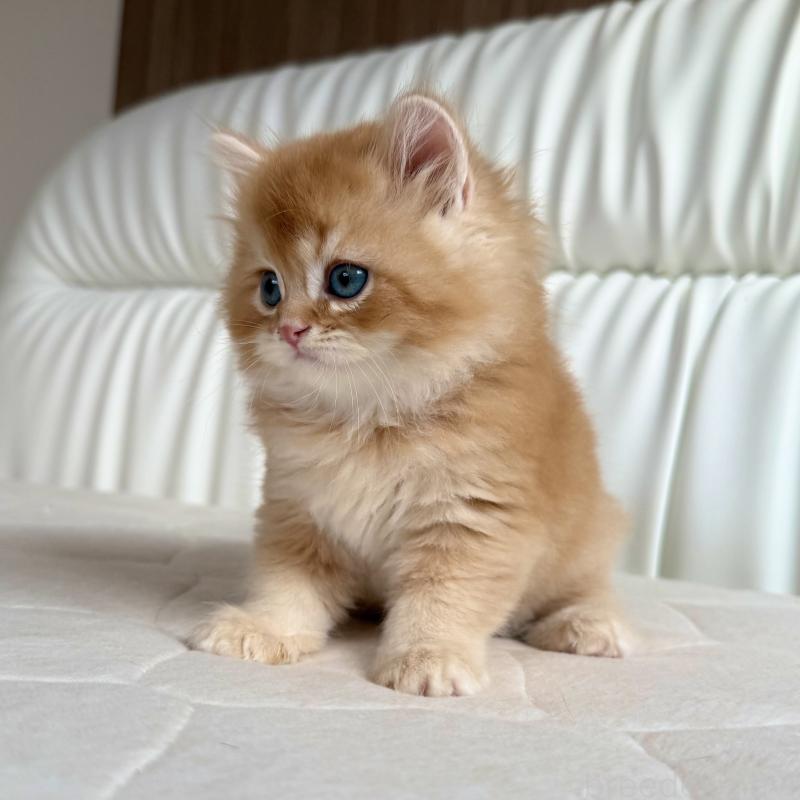 販売中の福岡県のスコティッシュフォールド-131446の4枚目