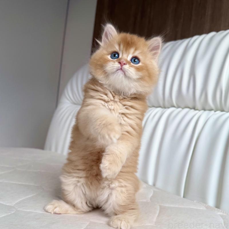 販売中の福岡県のスコティッシュフォールド-131446の3枚目