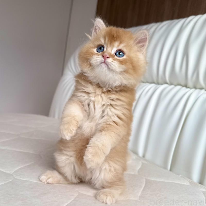 販売中の福岡県のスコティッシュフォールド-131446の2枚目