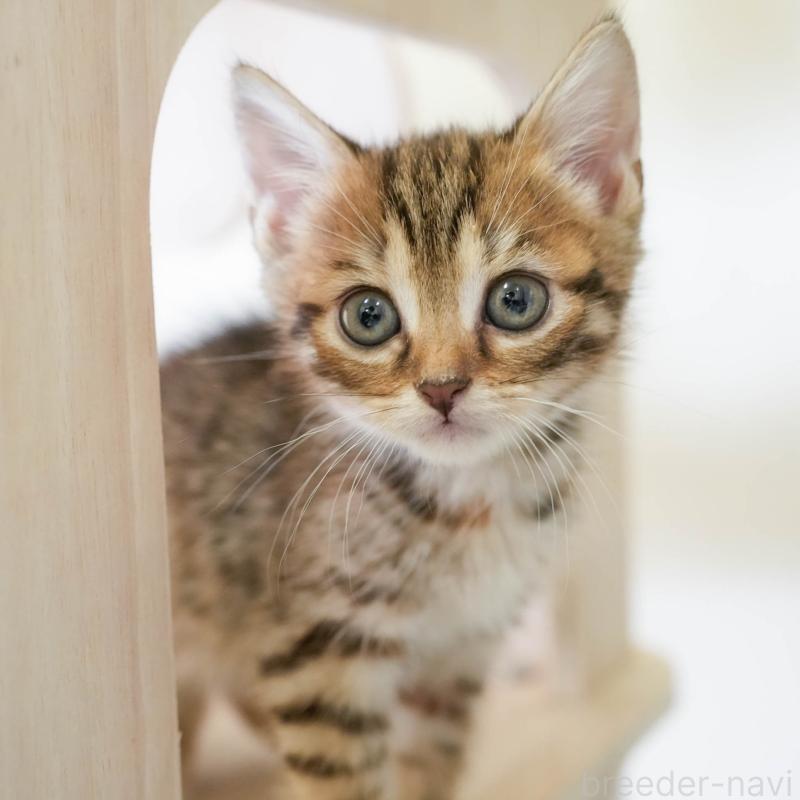 販売中の茨城県のマンチカン-131953