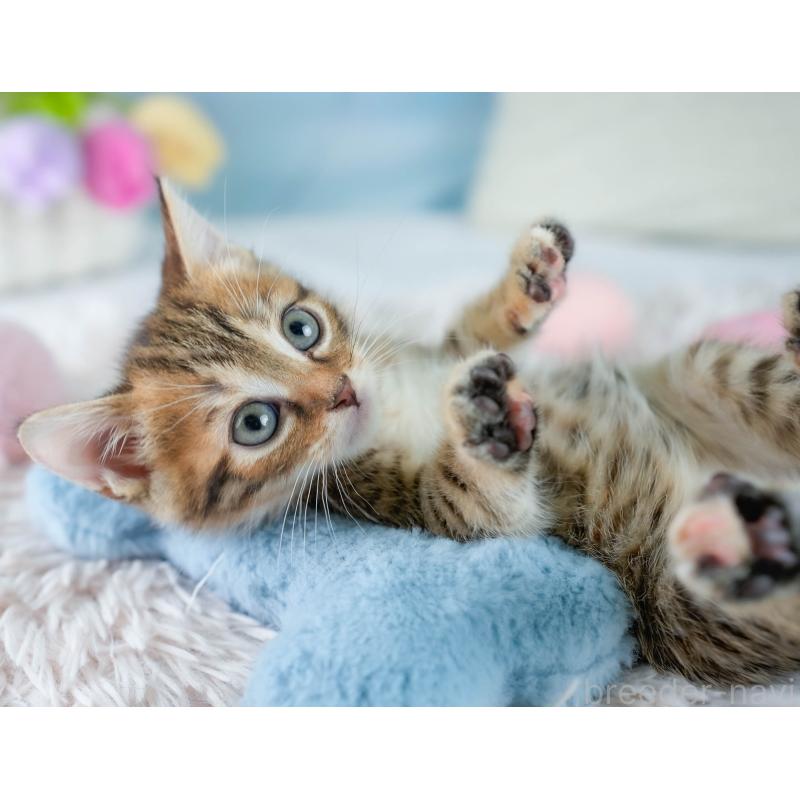 販売中の茨城県のマンチカン-131953の6枚目